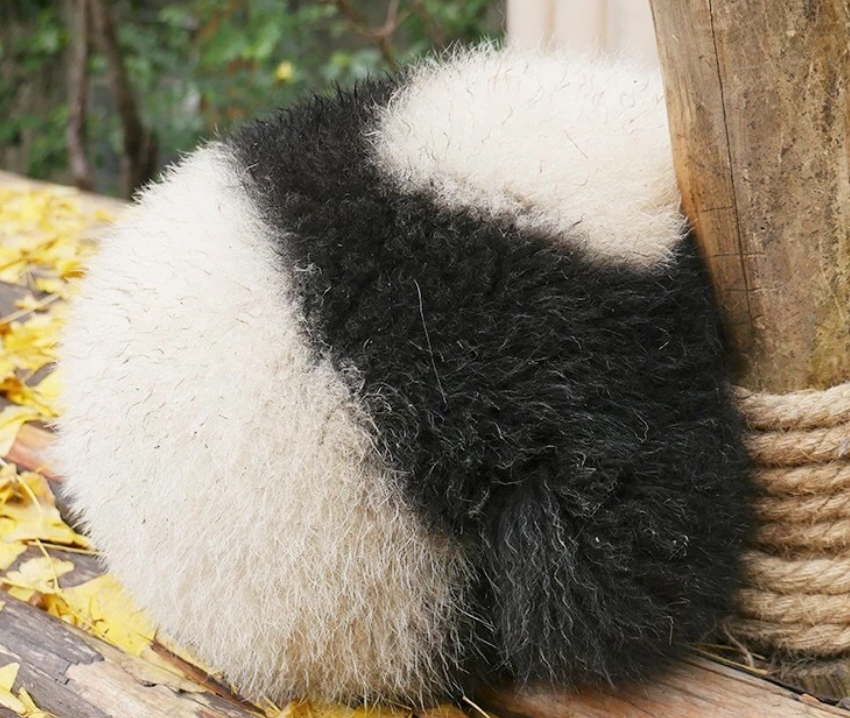 团子的旅行日志